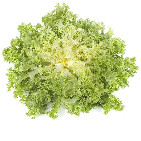 Endive Seeds - Frisse - 0.25 Oz ~6,375 Seeds - Cichorium endivia - Farm & Garden Vegetable Gardening & Microgreens Seeds - Non-GMO, Heirloom, Open Pollinated, Annual