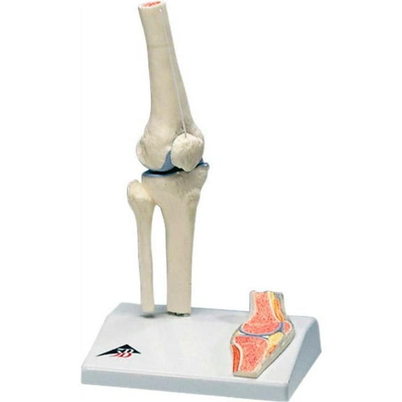 3B Anatomical Model - Mini Knee Joint with Cross Section of Bone on Base