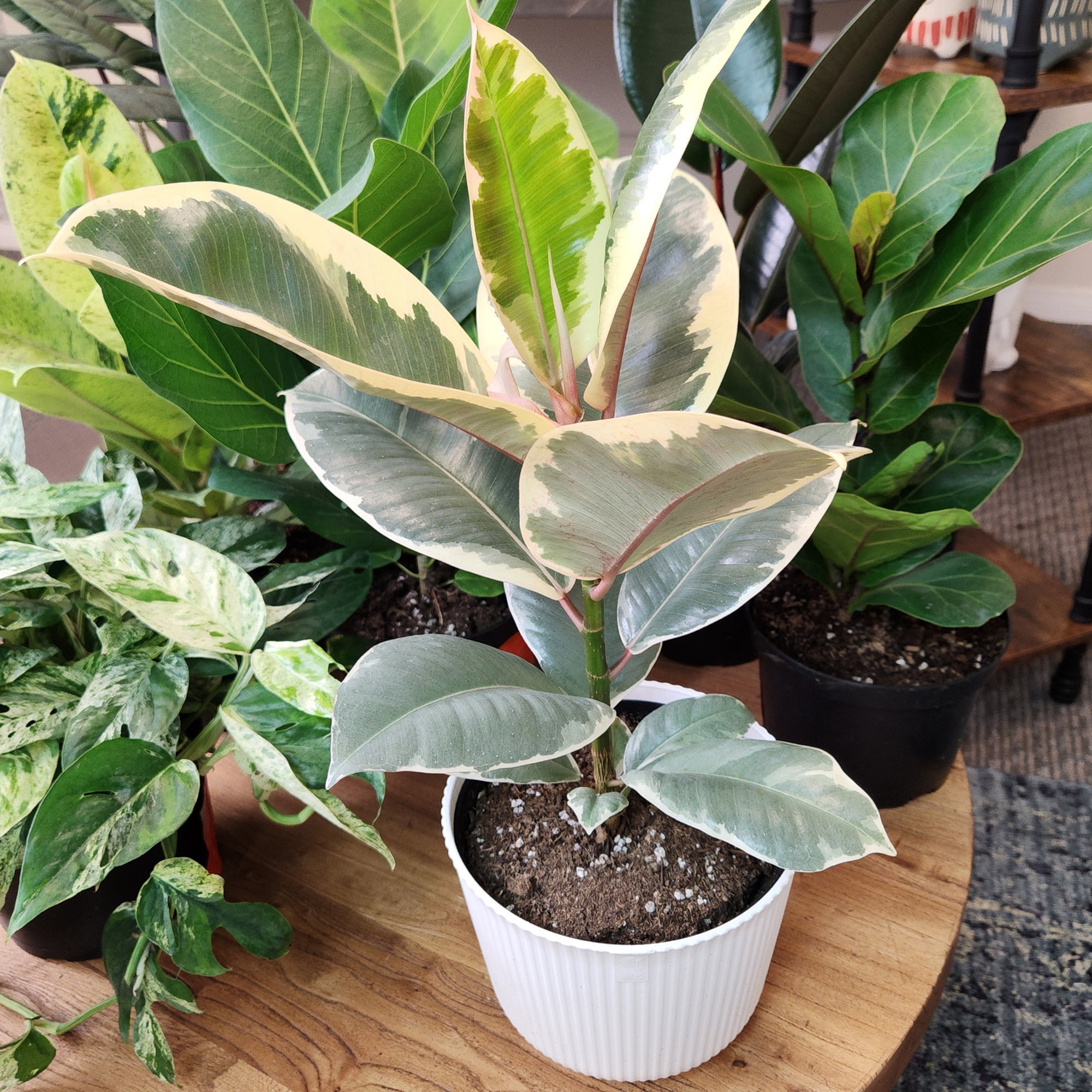 Element Ficus Tineke Variegated Tree in 6" White Decor Pot (Approx 15" Tall) Live Plant