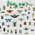 thumbnail image 3 of Pegatinas de pared vintage de insectos, taxidermia, mariposas, decoración de pared, polilla, escarabajo, libélula, saltamontes, vinilo artístico, papel tapiz, 3 of 6