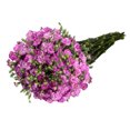 thumbnail image 4 of Bloomingmore - Rafines Louis Fresh Flowers, 300 Stems, 4 of 5