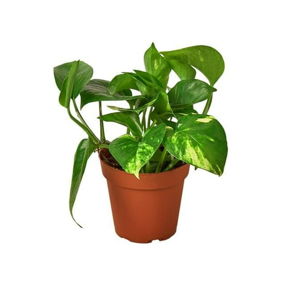 4-POTHOS-GOLDEN Golden Pothos Plant in 4 in. Pot