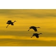 thumbnail image 2 of Illg, Cathy and Gordon 24x17 Gold Ornate Wood Framed with Double Matting Museum Art Print Titled - New Mexico Silhouette of Sandhill cranes flying, 2 of 4