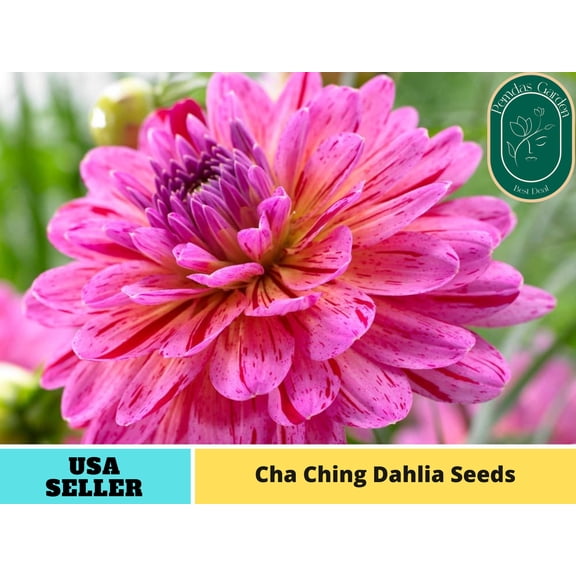 40  Seeds| Cha Ching Dahlia Perennial Seeds - Authentic Seeds - Perennial~ GMO Free ~~Flower seeds ~ Asian Garden~ Herbs B5G1 #D030