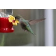 thumbnail image 5 of VIMOA Mini Hummingbird Feeder Small 4 Pack Tulip Type Plastic Tiny Feeders for Outdoor Lightweight Safer, 5 of 10