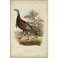 thumbnail image 2 of Wild Turkey, Animals Stretched Canvas Wall Art by Charles L Bonapart Sold by Art.Com, 2 of 5
