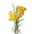 thumbnail image 2 of ArOmis Helichrysum Gymnocephalum Essential Oil - USDA Certified - 100% Pure, Premium , Therapeutic Grade  10mL (.34 Fl Oz), Undiluted, Oils for Aromatherapy Diffusers, 2 of 2