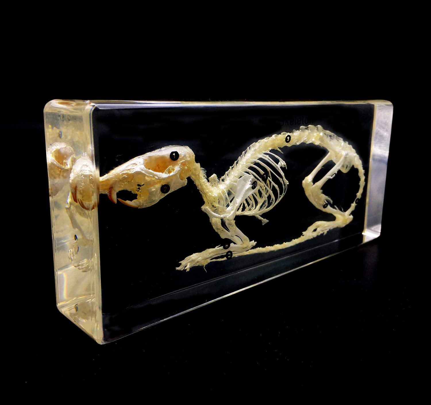 Real Rabbit Skeleton Specimen in Acrylic Block Paperweights Science Classroom Specimens for Science Education
