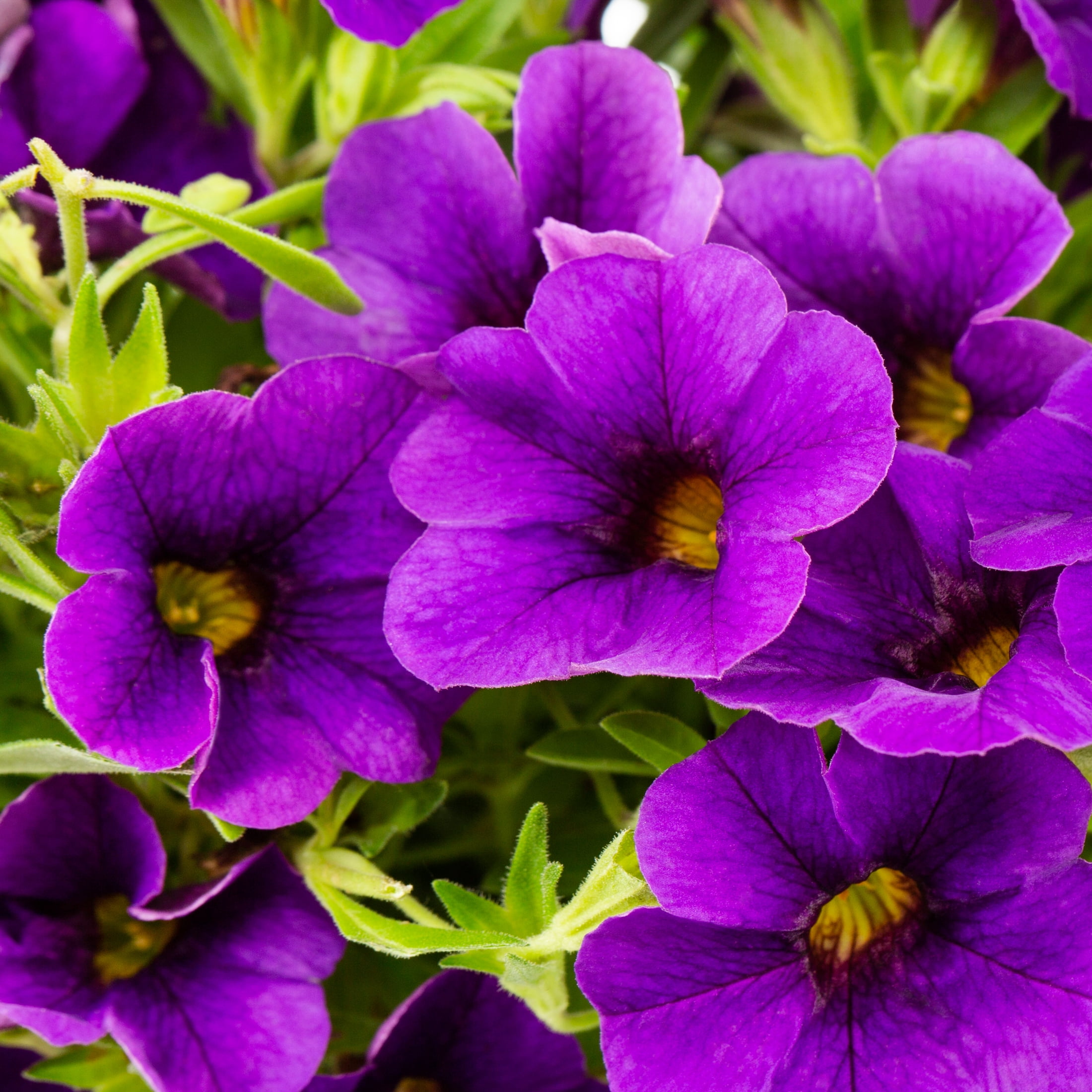 Expert Gardener 1.5gal Purple Calibrachoa Live Annual Plant Hanging Basket Sun