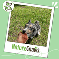 thumbnail image 6 of Nature Gnaws Pig Ears, Natural Dog Chew Treats (5 count), 6 of 8