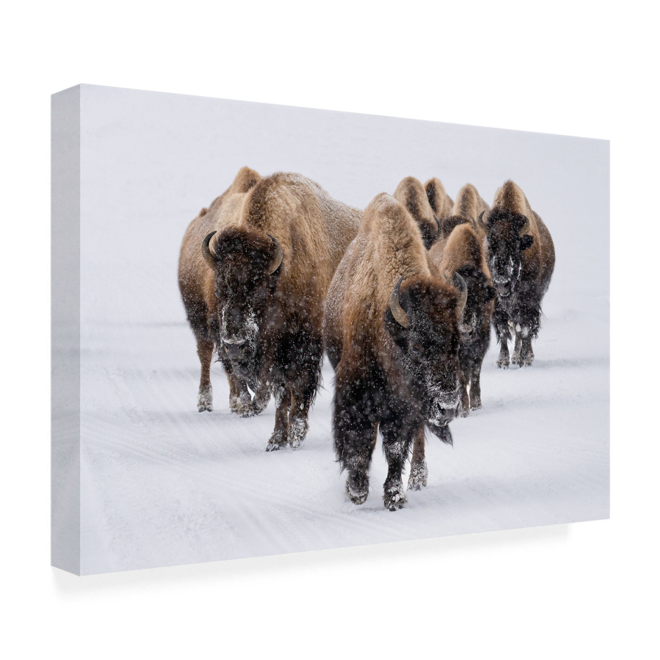 Trademark Fine Art Susanne Landolt The herd Canvas Wall Art
