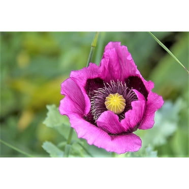 Papaver Poppy Hens And Chicks Poppy Seeds – 500 Seeds, Unbranded