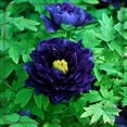 thumbnail image 2 of Peony Planting-Beautiful Garden Decoration-Simple to Grow-Garden Stakes Planting-Home Decoration, 2 of 8