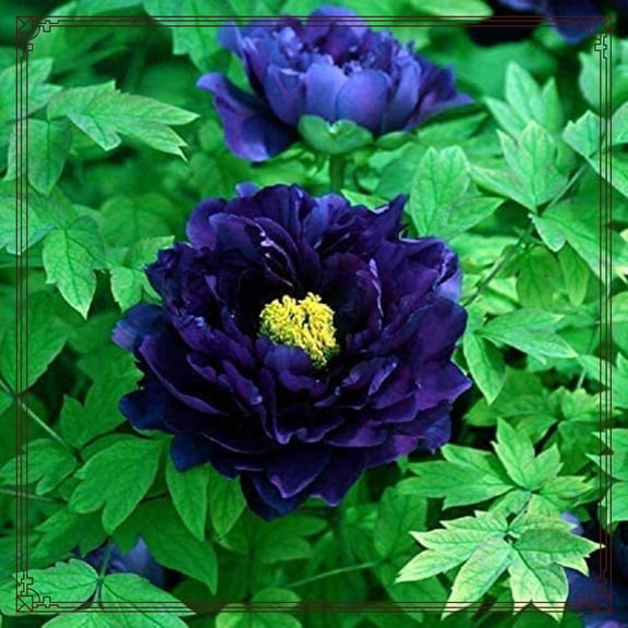 Peony Planting-Beautiful Garden Decoration-Simple to Grow-Garden Stakes Planting-Home Decoration