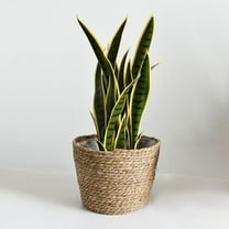 Rustic Handcrafted Straw Natural Seagrass Plant Basket Flower Pot Holder Storage Lining Planter Pots Container Flowerpot indoor and outdoor - 22x15x14CM Medium