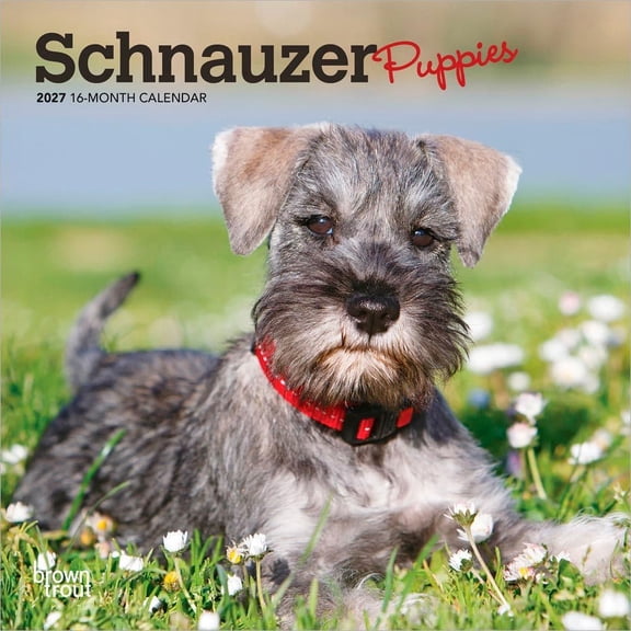 BrownTrout, Schnauzer Puppies 2027 Mini Wall Calendar