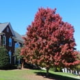 thumbnail image 4 of Brighter Blooms - October Glory Red Maple Tree, 5-6 ft. - No Shipping to AK, AZ, HI, 4 of 4
