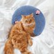 thumbnail image 4 of Mascota cuello almohada cojín cama relleno masticar juguete felpa para Yuyangstore  Almohada de mascotas, 4 of 8