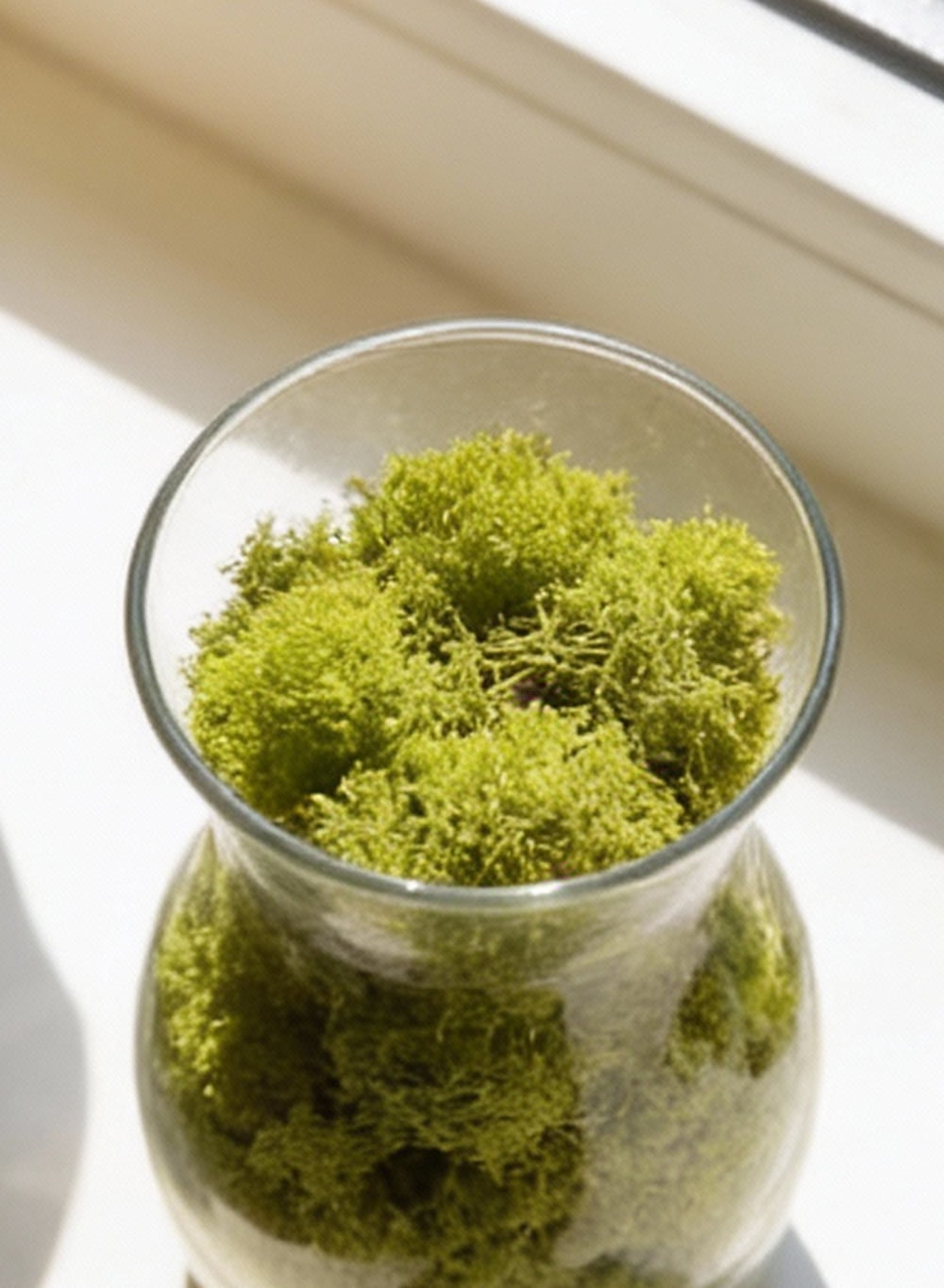 Serene Spaces Living Green Preserved Low-Maintenance Natural Moss Decorative Filler, 8 Ounce Bag