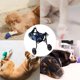 thumbnail image 4 of Adjustable Hind Leg Disabled Pet Dog Mobility Aid Light Pet Trolley Rehabilitation Walk Legs Tools Wheelchair S9m3 ShopWise Round, 4 of 7