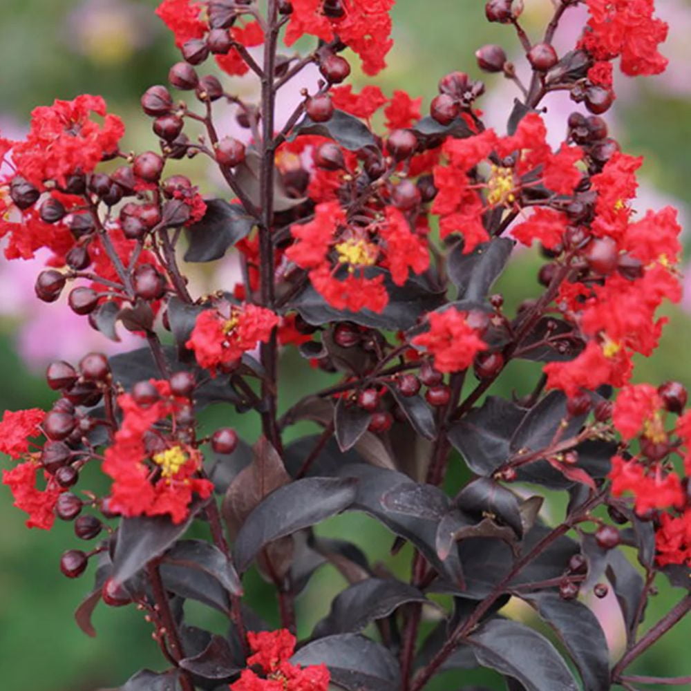 Black Diamond Blooms 18-24 in. tall Radiant Red Crape Myrtle Live Tree in 3-Gallon Grower Pot
