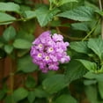 thumbnail image 6 of Lavender Trailing Lantana Plants Live, 4 to 6 Inch, Lantana Perennial for Outdoor Garden, 6 of 6