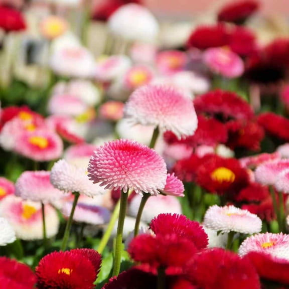 Outsidepride Bellis, 10000 English Daisy Flower Seeds, Compact Plants with Red to White Blooms