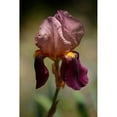 thumbnail image 3 of Crane, Rita 13x18 Black Modern Framed Museum Art Print Titled - Annemaries Irises VI, 3 of 5
