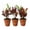 3 Plants, variant on Croton Batik - 1 Live Starter Plant - Codiaeum Variegatum - Beautiful Easy Care Indoor Houseplant
