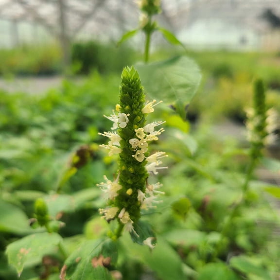 Yellow Giant Hyssop Live Plant (Agastache nepetoides) in 2.5" Grower Pots (6 Count)