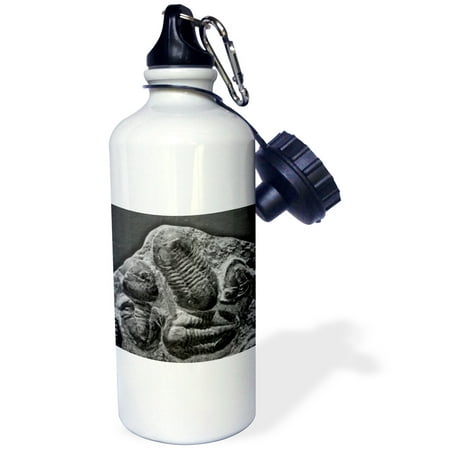 3dRose Phacopidae trilobites from the devonic in Morrocco, Sports Water Bottle, 21oz