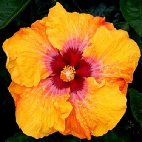 20 Yellow & Red Hibiscus Seeds – Premium Perennial Flower Seeds for Tropical & Pollinator Gardens – Large Blooms, Full Sun Hardy