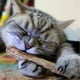 thumbnail image 3 of 80 Uds fruta Natural Matatabi gato snacks palos hierba gatera Gato Molar varilla Likrtyny Para estrenar, 3 of 9