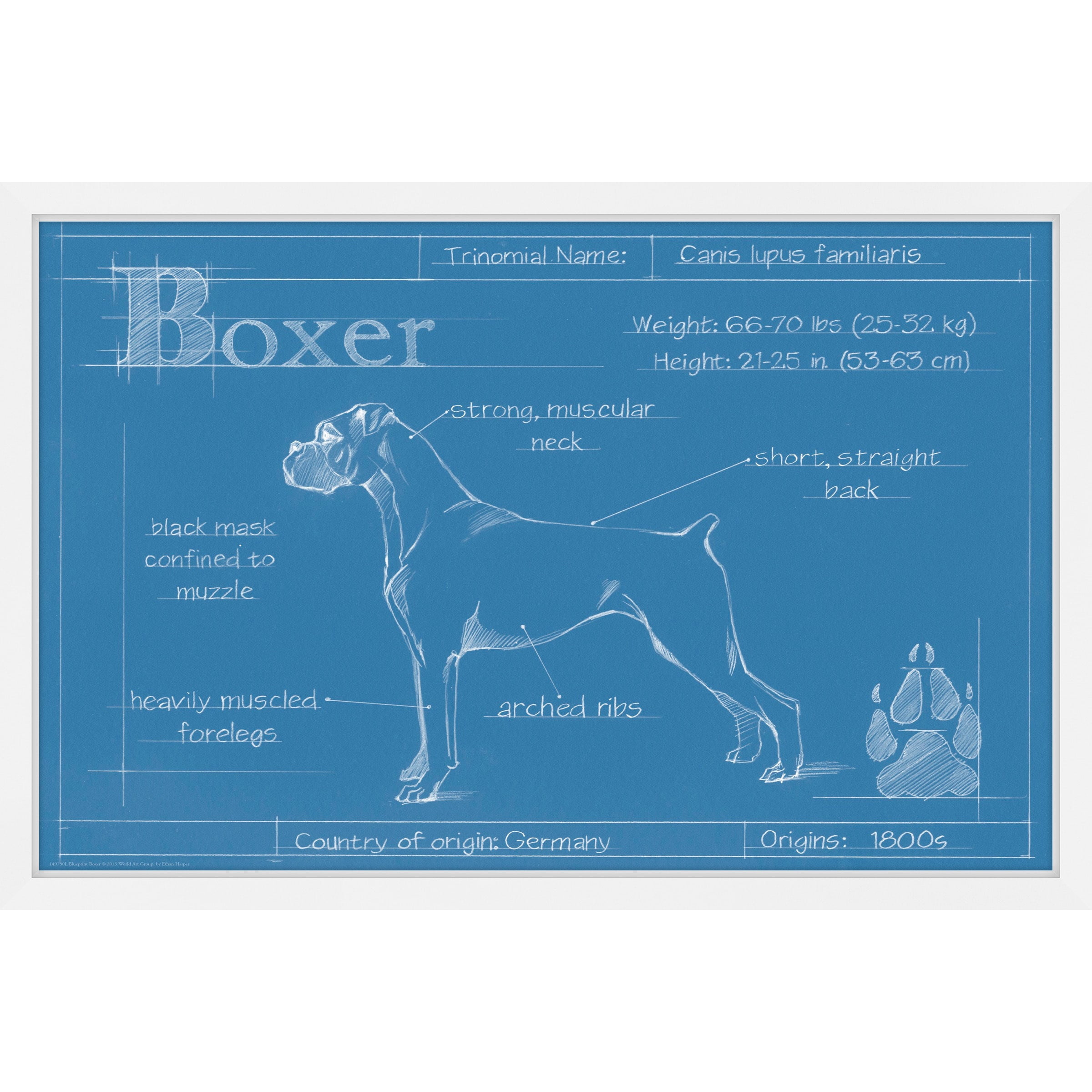 Marmont Hill "Blueprint Boxer" Framed Painting Print