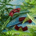 thumbnail image 5 of DEELLEEO 90 Degree Plant Bender, Tomato Plant Bending Clips for Low Stress Training and Plant Training, Red, 5 of 6