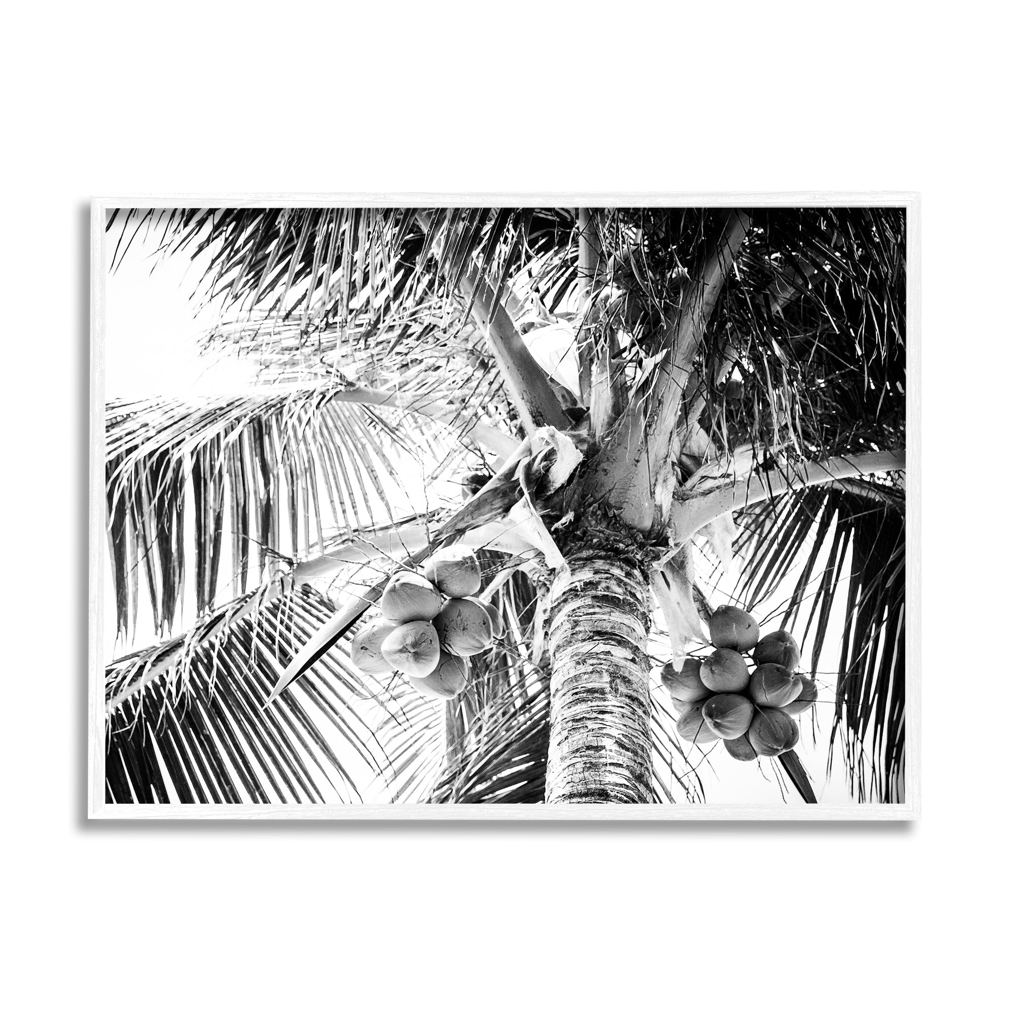 Stupell Industries Tropical Coconut Fruits Growing Monochrome Palm Tree Photograph White Framed Art Print Wall Art, Design by Two Smart Blondes