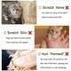 thumbnail image 5 of VICTHY Cortaúñas para mascotas para animales pequeños, cortaúñas para perros y gatos, cortaúñas para uñas de los pies, herramientas profesionales de aseo para el hogar para gatos, perros, gatitos, cachorros, conejos, pájaros, hurones Ormromra WMXL-356, 5 of 7