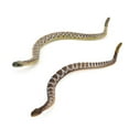 thumbnail image 1 of 2pcs Simulation Snake Figurine Snake Figure Snake Toy Simulation Animal Model Prank Props, 1 of 5