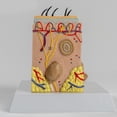 thumbnail image 6 of Anatomical Skin Model Human Skin Structure Anatomy Model Medical Teaching Aids for Diseases Study Medical Lecture Report, 6 of 7