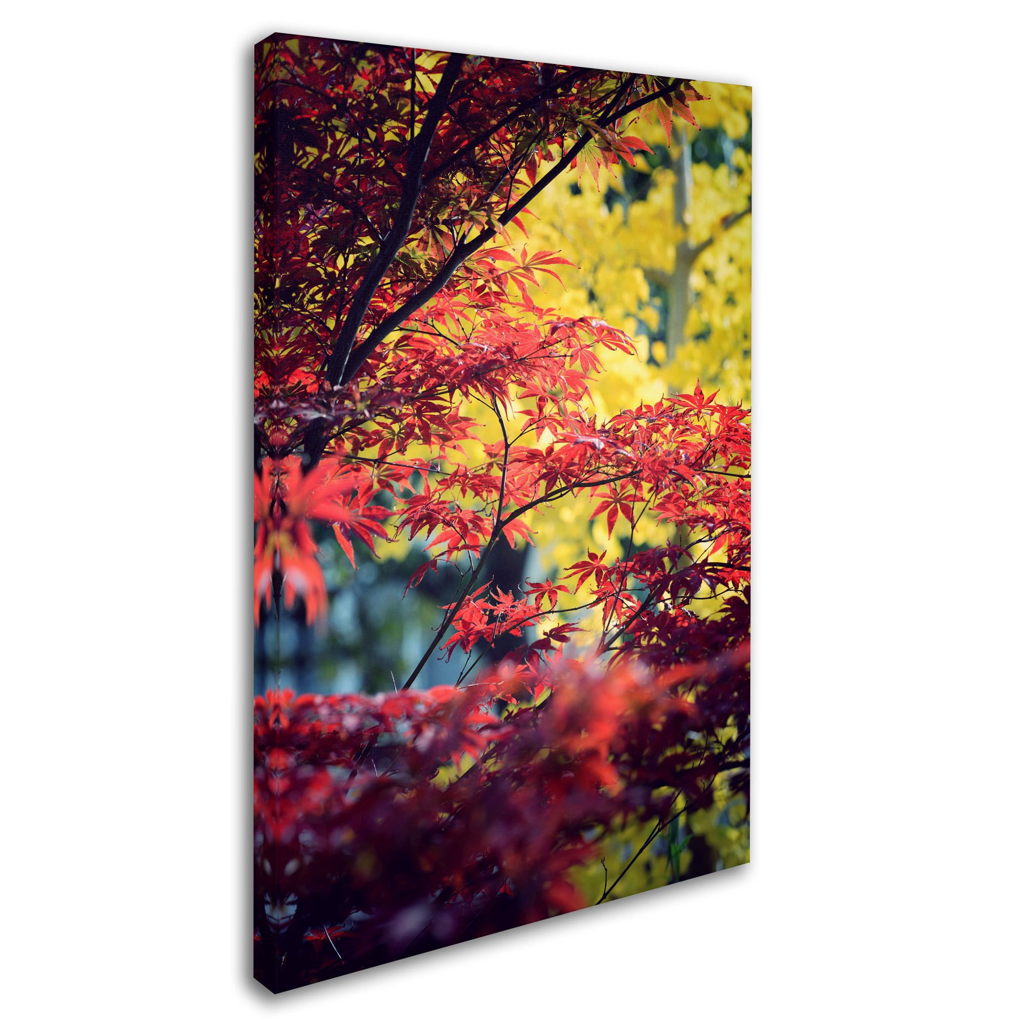 Trademark Fine Art "Red vs Yellow" Canvas Art by Philippe Sainte-Laudy