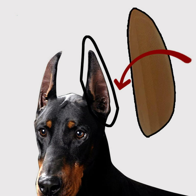 do doberman ears stand up naturally