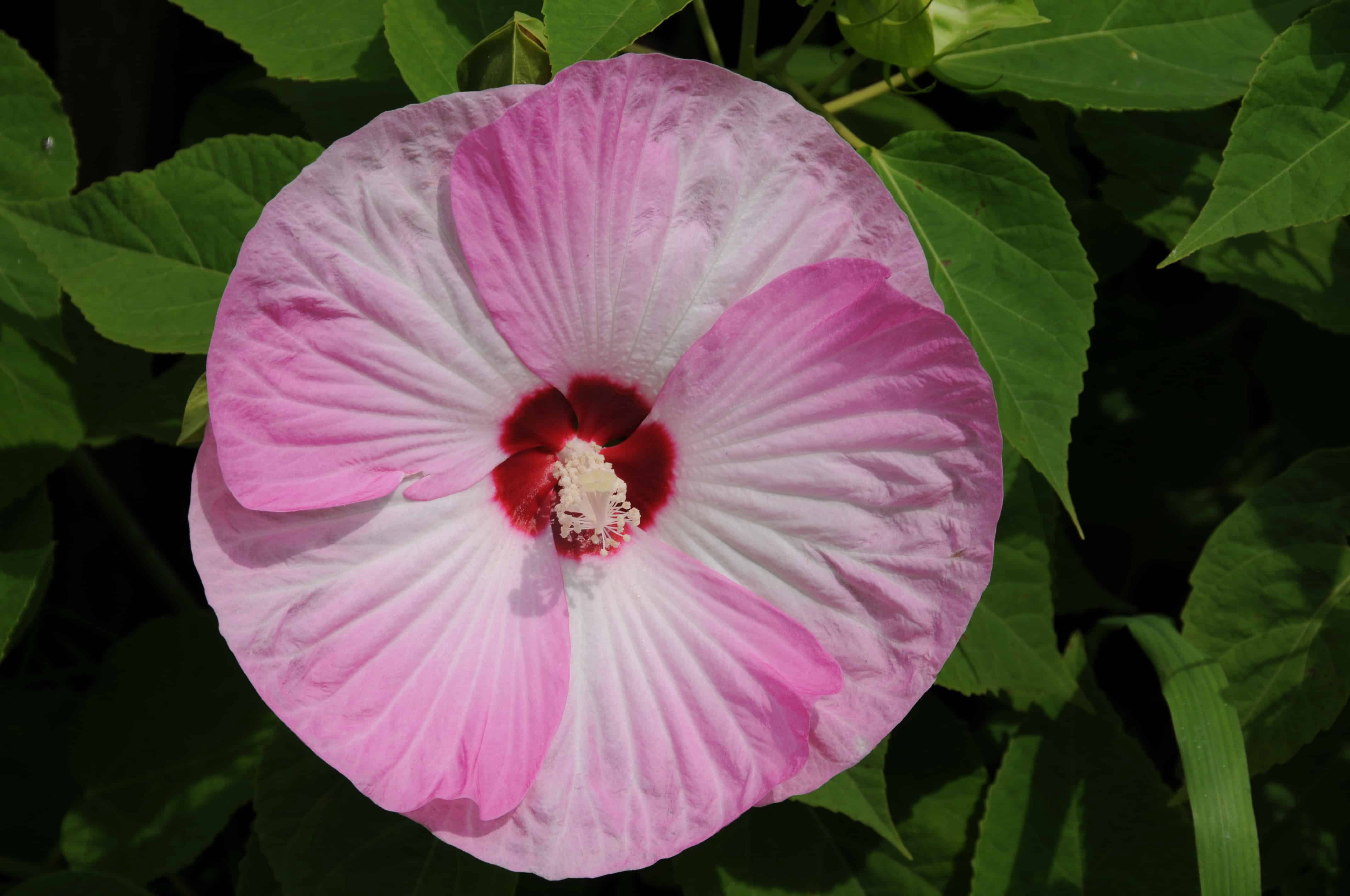 Hardy Hibiscus 'Pink Luna Swirl' - Live STARTER Plant