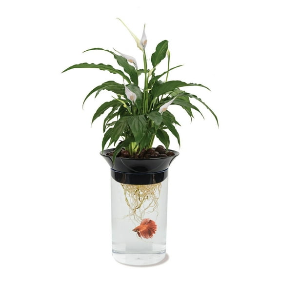 Penn-Plax Aqua-ponic Planter and Aquatic Habitat - Betta Fish Tank - 1.4 Gallons