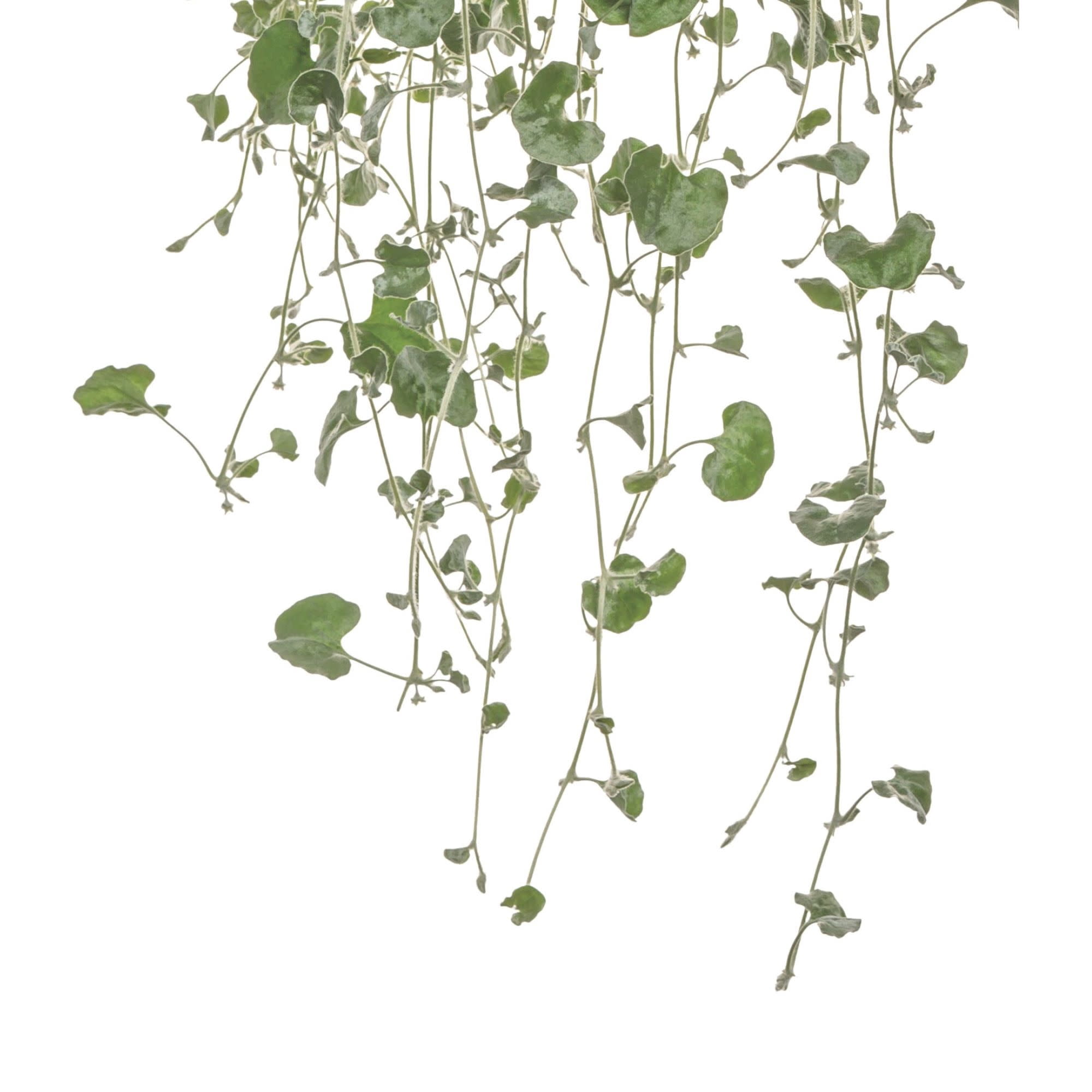 Proven Winners 4" Gray Silver Falls Silver Ponysfoot Live Plant in 4.25" Pot (4 Count)