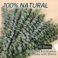 thumbnail image 3 of 40 PCS Dried Preserved Eucalyptus for Shower, 17" Real Natural Fresh Hanging Eucalyptus Stems,Real Eucalyptus Leaves Branches for Vase Filler,Bathroom,Wedding,Dried Flowers Arrangement Decor, 3 of 9