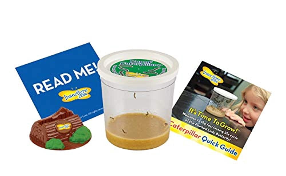 Insect Lore Cup of Caterpillars - 5 Live Painted Lady Caterpillars with Food - Refill for Butterfly Garden Kit - Stickers & Chrys-A-Lid Holding Log Included - STEM Learning Activity