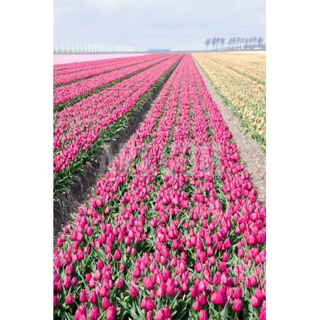 Dutch Flour - Dutch Cultivation of Tulip Flower Bulbs in Spring Print Wall Art By kruwt