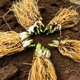 thumbnail image 6 of Mixed Hostas for Planting-Garden Stake for Outdoor Decoration-Perfect For Borders-(Non-Artificial), 6 of 6
