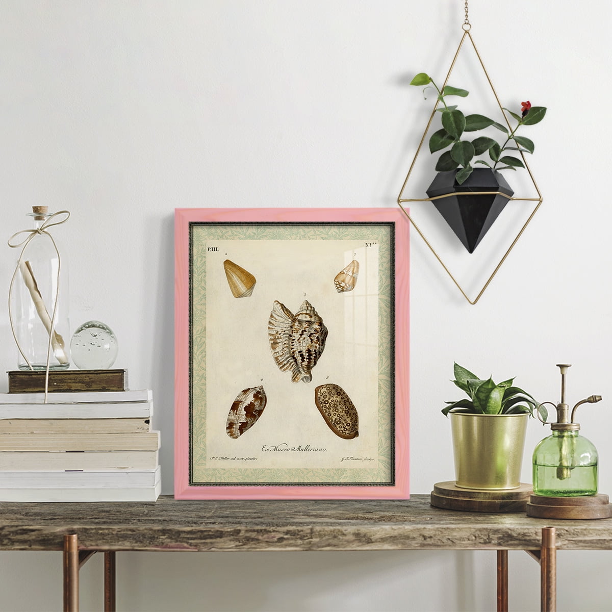 Bookplate Shells II - Framed Print w/glass - Sunset Pink