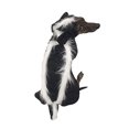 thumbnail image 2 of Midlee Skunk Dog Costume (X-Large), 2 of 4
